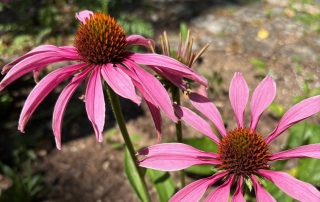 Echinacea purpurea Blüten