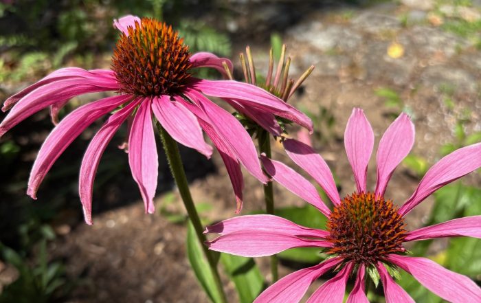 Echinacea purpurea Blüten