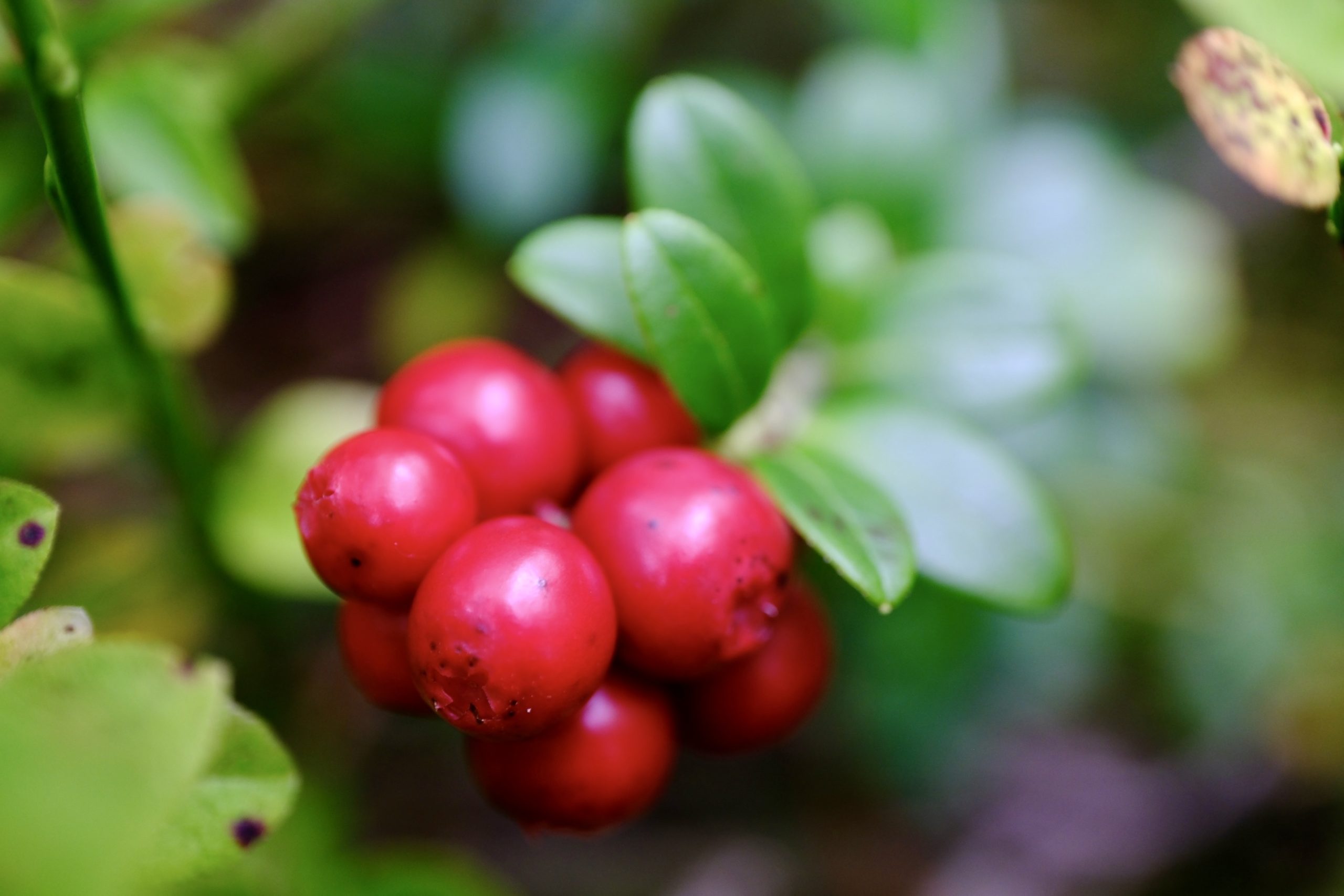 DSCF1785 Preiselbeeren